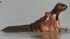 In der Elfenbeinküste hat ein Flusspferd ein Kanu zum Kentern gebracht. Dabei kamen elf Menschen ...