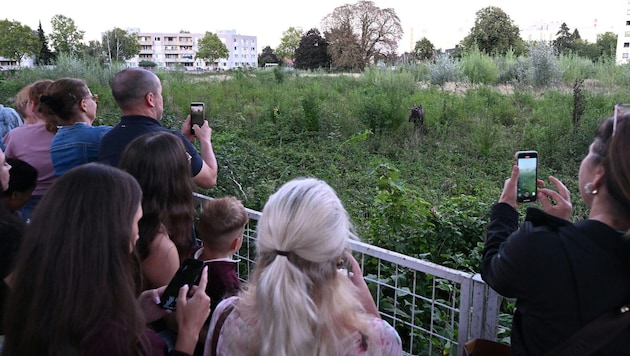 Auch in der Landeshauptstadt lockte „Emil“ bei seinem Besuch zahlreiche Schaulustige an.