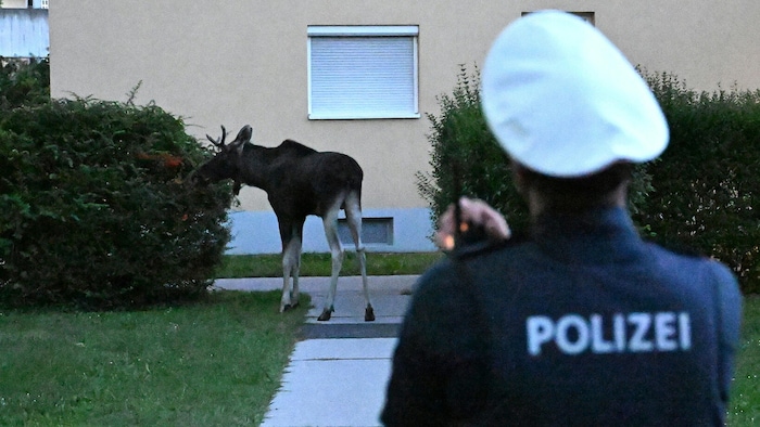 „Emil“ war zuletzt in mehreren Stadtteilen St. Pöltens zu sehen.