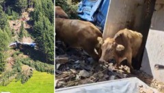 Rund 80 Meter stürzte der Lkw ab – nicht alle Tiere überlebten.