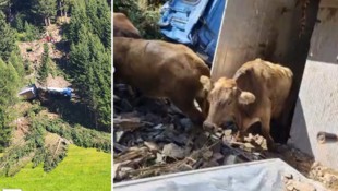 Rund 80 Meter stürzte der Lkw ab – nicht alle Tiere überlebten.