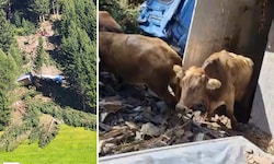 Rund 80 Meter stürzte der Lkw ab – nicht alle Tiere überlebten.