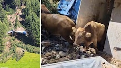 Rund 80 Meter stürzte der Lkw ab – nicht alle Tiere überlebten.