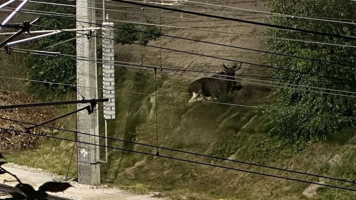 „Emil“ war im Gleisbereich der Westbahnstrecke unterwegs.