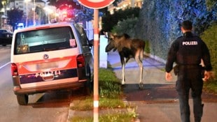Elch „Emil“ soll die niederösterreichische Landeshauptstadt verlassen haben. Die Westbahnstrecke ...