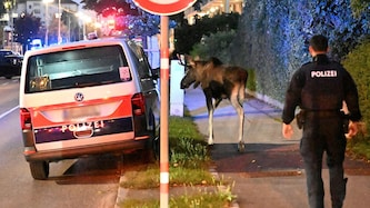 Elch „Emil“ soll die niederösterreichische Landeshauptstadt verlassen haben. Die Westbahnstrecke ...