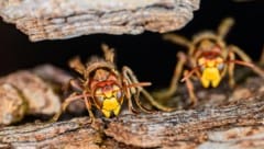 Ein aggressiver Hornissenschwarm ging in der Steiermark auf eine Radfahrerin los (Symbolbild) 