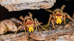 Ein aggressiver Hornissenschwarm ging in der Steiermark auf eine Radfahrerin los (Symbolbild) 