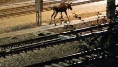 Elch „Emil“ hat in der Nacht auf Sonntag die Westbahnstrecke blockiert und St. Pölten verlassen.