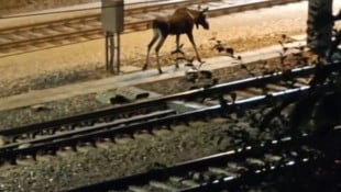 Elch „Emil“ hat in der Nacht auf Sonntag die Westbahnstrecke blockiert und St. Pölten verlassen.