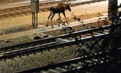 Elch „Emil“ hat in der Nacht auf Sonntag die Westbahnstrecke blockiert und St. Pölten verlassen.