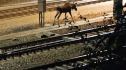Elch „Emil“ hat in der Nacht auf Sonntag die Westbahnstrecke blockiert und St. Pölten verlassen.