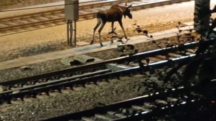 Sein Aufenthalt auf den Gleisen machte die Zugfahrt am Samstagabend für einige Passagiere zum ...