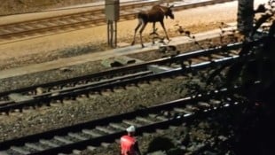 Elch „Emil“ hat in der Nacht auf Sonntag die Westbahnstrecke blockiert und St. Pölten verlassen.