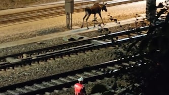 Elch „Emil“ hat in der Nacht auf Sonntag die Westbahnstrecke blockiert und St. Pölten verlassen.