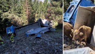 43 Rinder befanden sich im Transporter, 13 verendeten.
