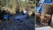 43 Rinder befanden sich im Transporter, 13 verendeten.