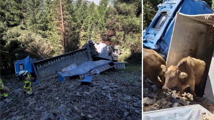 43 Rinder befanden sich im Transporter, 13 verendeten.