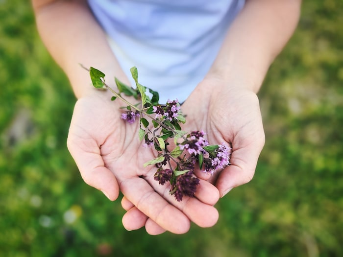 Dost – aromatisch, appetitanregend, entzündungshemmend
