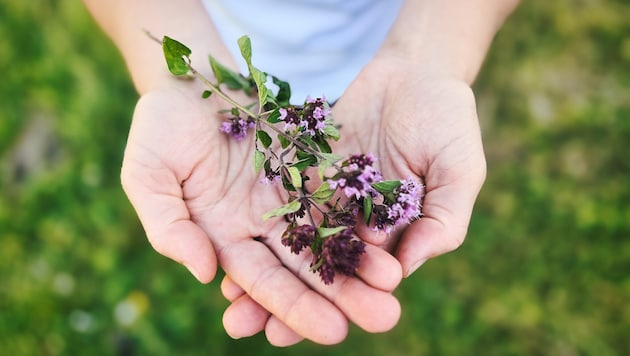 „Natur im Garten“ rückt im heurigen Jahr die Kräuter in den Fokus: Als Lebensraum und ...