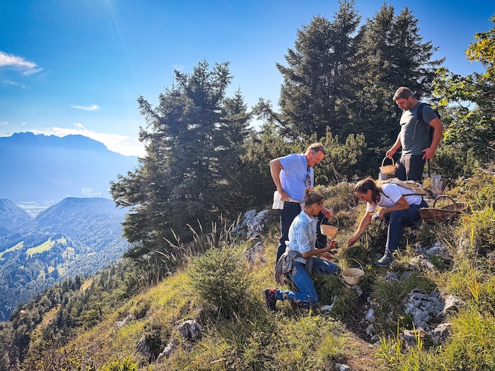 Regelmäßig bietet Martina Kräuterwanderungen in der Salzburger Bergwelt an.