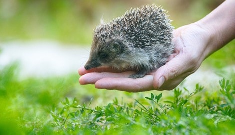 Wichtig: Erst beobachten, dann handeln. Bei Unsicherheit hilft eine regionale Wildtierhilfe oder ...