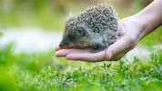 Wichtig: Erst beobachten, dann handeln. Bei Unsicherheit hilft eine regionale Wildtierhilfe oder ...