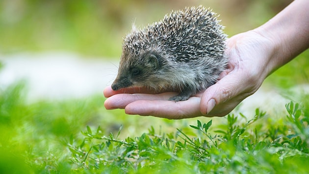 Wer Tierwohl fördert, wird belohnt!