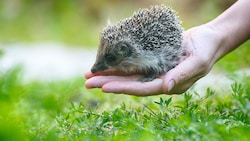 Wer Tierwohl fördert, wird belohnt!