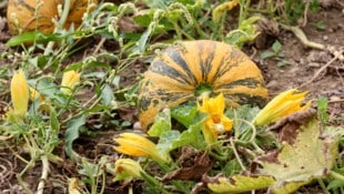 Steirische Landwirte klagen über eine schlechte Kürbisernte. In Niederösterreich ist das zum ...
