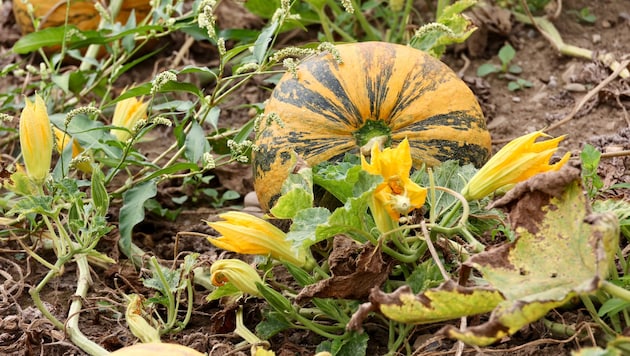 Steirische Landwirte klagen über eine schlechte Kürbisernte. In Niederösterreich ist das zum ...