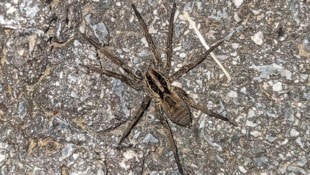 Die Schwarzbäuchige Tarantel ist eine mediterrane Art und liebt warme und trockene Regionen auf ...