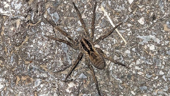 Schwarzbäuchige Tarantel