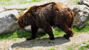 Tierschützer wollen die Bevölkerung für die wilden Tiere sensibilisieren und fordern die ...