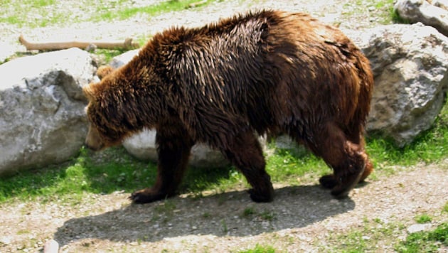 Tierschützer wollen die Bevölkerung für die wilden Tiere sensibilisieren und fordern die ...
