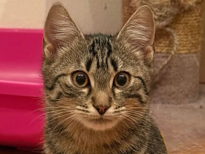 Mossi