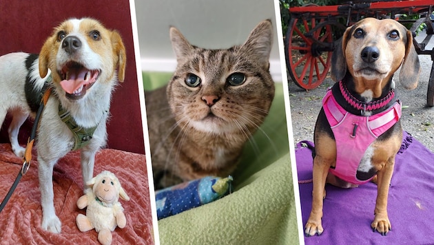 Ob die Hündinnen Roxy und Alma oder Kater Pezi, sie alle suchen einen schönen Platz zum Leben.