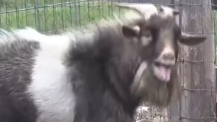 „Simon“ rief ein bewaffnetes Kommando auf den Plan. 