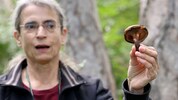 Mit Pilz-Forscherin Irmgard Greilhuber unterwegs