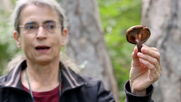 Mit Pilz-Forscherin Irmgard Greilhuber unterwegs
