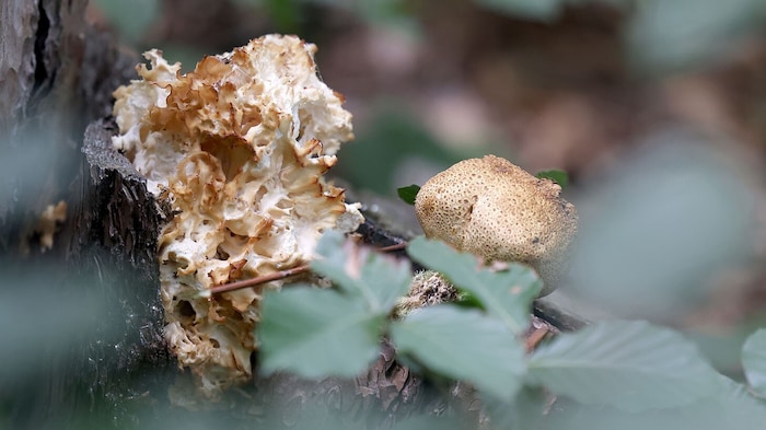 Auch wenn man sie nicht verkochen kann: Zumindest die Augen können sich an den Pilzen weiden.