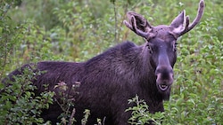 „Emil“ sucht die Liebe, hat sich aber ordentlich verlaufen – für den Fall, dass er jetzt nach ...