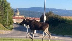Elch „Emil“ sollte am besten in Ruhe gelassen werden. In Szene setzen kann er sich ohnehin von ...