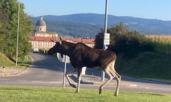 Elch „Emil“ sollte am besten in Ruhe gelassen werden. In Szene setzen kann er sich ohnehin von ...