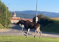 Elch „Emil“ sollte am besten in Ruhe gelassen werden. In Szene setzen kann er sich ohnehin von ...