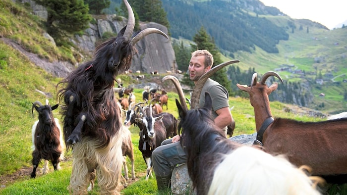 Die genügsamen Ziegen von Christian Näf sind im Sommer auf der Alm.