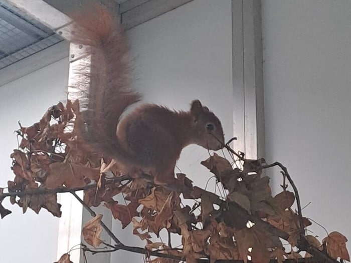 Das Eichhörnchen wurde in die Wiltier-Auffangstation der Stadt gebracht. Die Untersuchungen dort ...