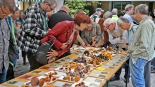 So sieht es aus, wenn die Mitglieder des Tiroler Pilzvereins ihre Schätze ausbreiten. 