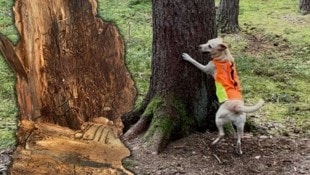 Dieser Hund hilft im Kampf gegen den Borkenkäfer. 