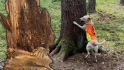 Dieser Hund hilft im Kampf gegen den Borkenkäfer. 